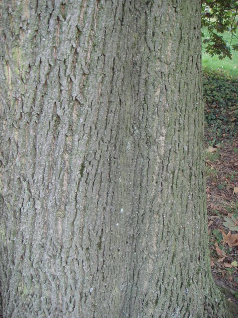 Acer platanoides ecorce